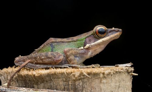 Close-up of lizard on black background