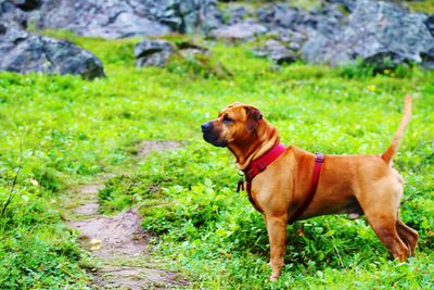 Dog standing on grass