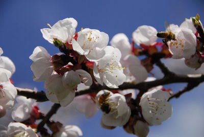 Close-up of cherry blossom