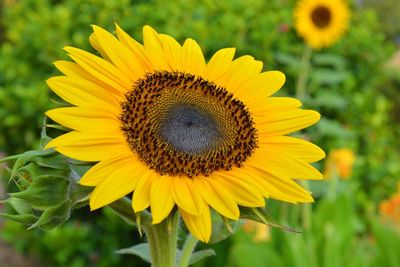 Close-up of fresh sunflower blooming on field