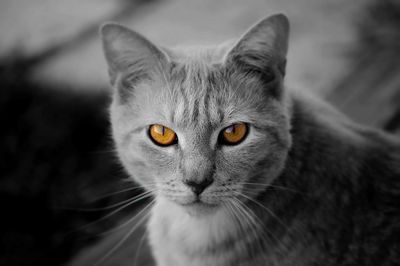 Close-up portrait of cat