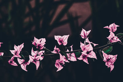 Close-up of flowers