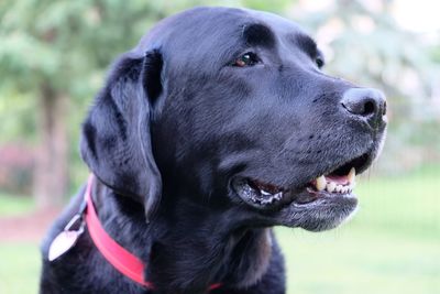 Close-up of dog looking away