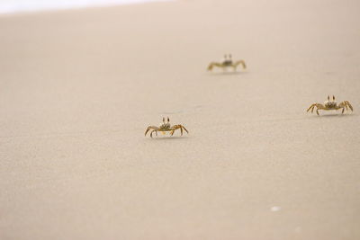 Close-up of crabs on sand at beach