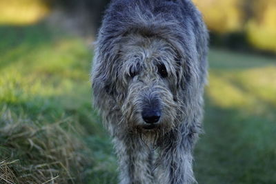 Close-up portrait of dog on field