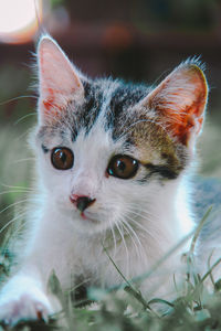 A kitten staring at one direction