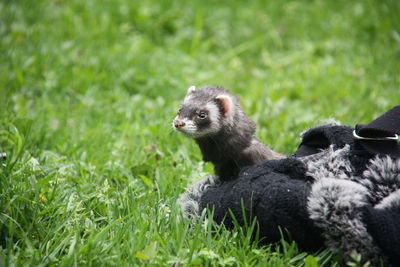 A ferret sitting at a bag in the grass. walking a feret outdoors. moscow, russia