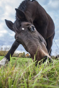 Close-up of horse grazing on field
