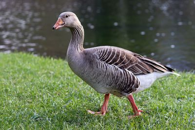 Goose on a field