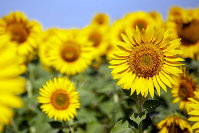 Close-up of yellow flowering plant