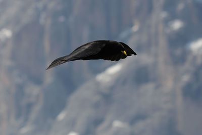 Low angle view of eagle flying