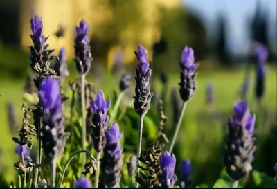 Close-up of purple flowers