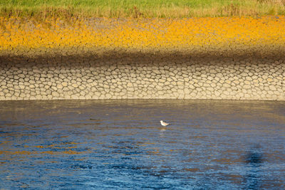 View of seagulls on sea shore