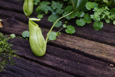 High angle view of plant growing on wood