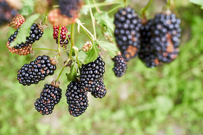 Close-up of blackberries growing on plant