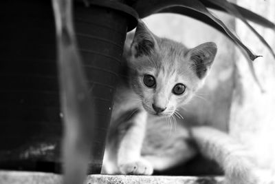 Close-up portrait of kitten