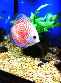 Close-up of fish underwater