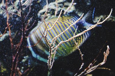 Close-up of jellyfish in water