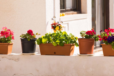 Potted plants against wall