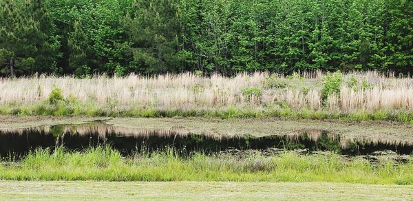 Scenic view of lake in forest