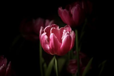 Close-up of pink tulip