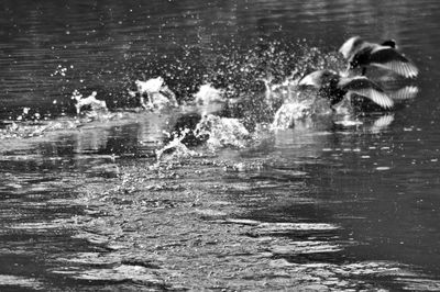 Ducks splashing water