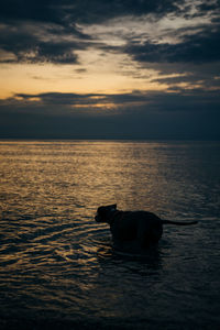 Scenic view of sea at sunset