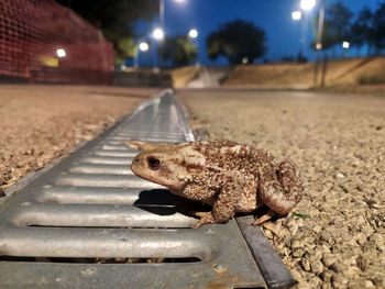 Close-up of lizard on road at night