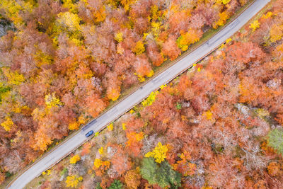 High angle view of road amidst trees during autumn