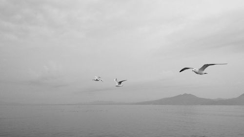 Birds flying over sea against sky