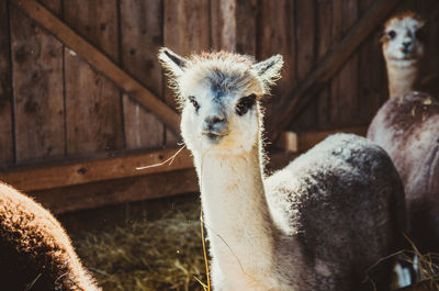 Cute alpaca in barn looking at camera eating and smiling