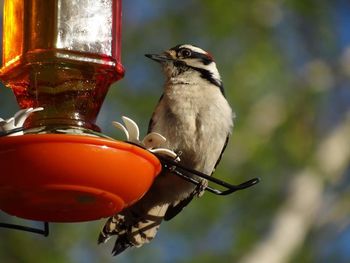 Close-up side view of a bird against blurred background