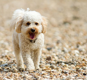 Close-up portrait of dog