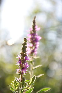 Close-up of purple flowering plant