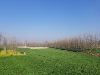 Scenic view of field against clear sky