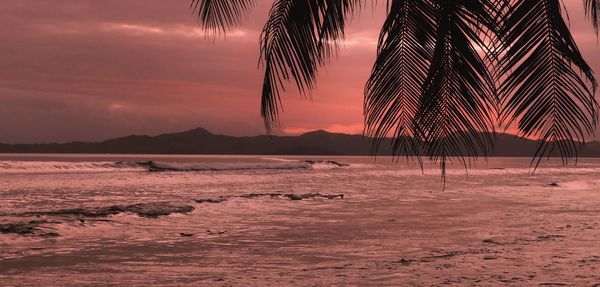 Silhouette palm trees on beach against sky during sunset