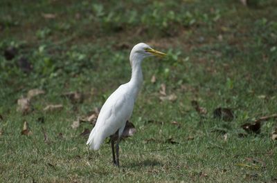 Bird perching on a field