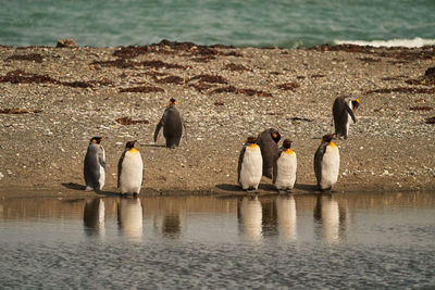 Aptenodytes patagonicus, black and white king penguins living in antarctica and south america