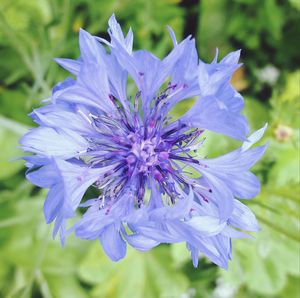 Close-up of flower blooming outdoors