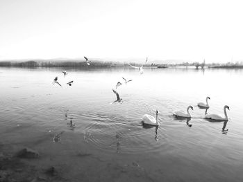 Birds in calm water