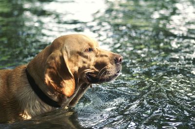 Profile view of dog in water looking away