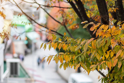 Close-up of autumnal leaves on tree