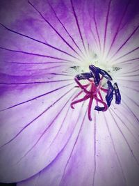 Close-up of insect on purple flower