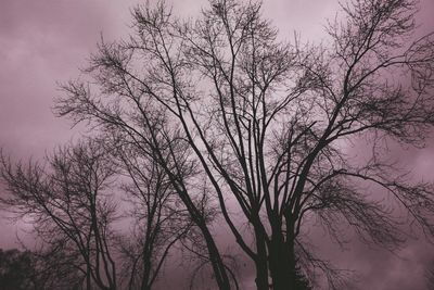 Close-up of silhouette tree against sky