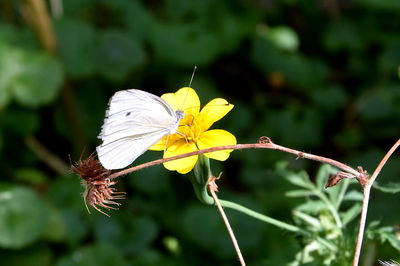 Close-up of butterfly pollinating on flower