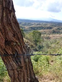 Close-up of barbed wire fence by tree trunk against sky