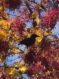 Low angle view of flowering plants on tree