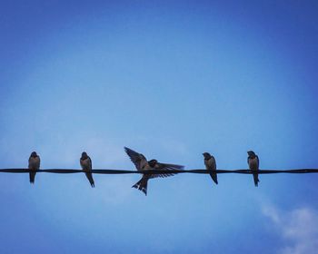 Low angle view of birds perching on cable against blue sky