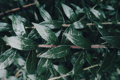 Full frame shot of plants during winter