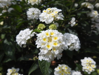 Close-up of white flowering plant